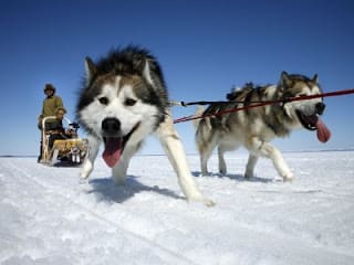 sled_dog_pull - The Persuaded Pooch - St. Louis Dog Training