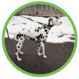 Trudy Dog - The Persuaded Pooch - St. Louis Dog Training